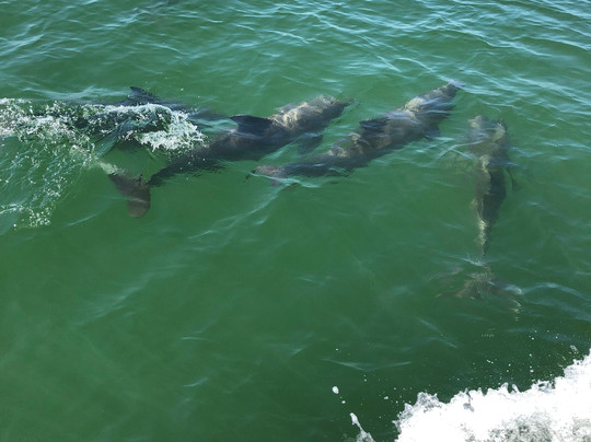 Boogies Glass Bottom Boat-Miramar Beach必去景点
