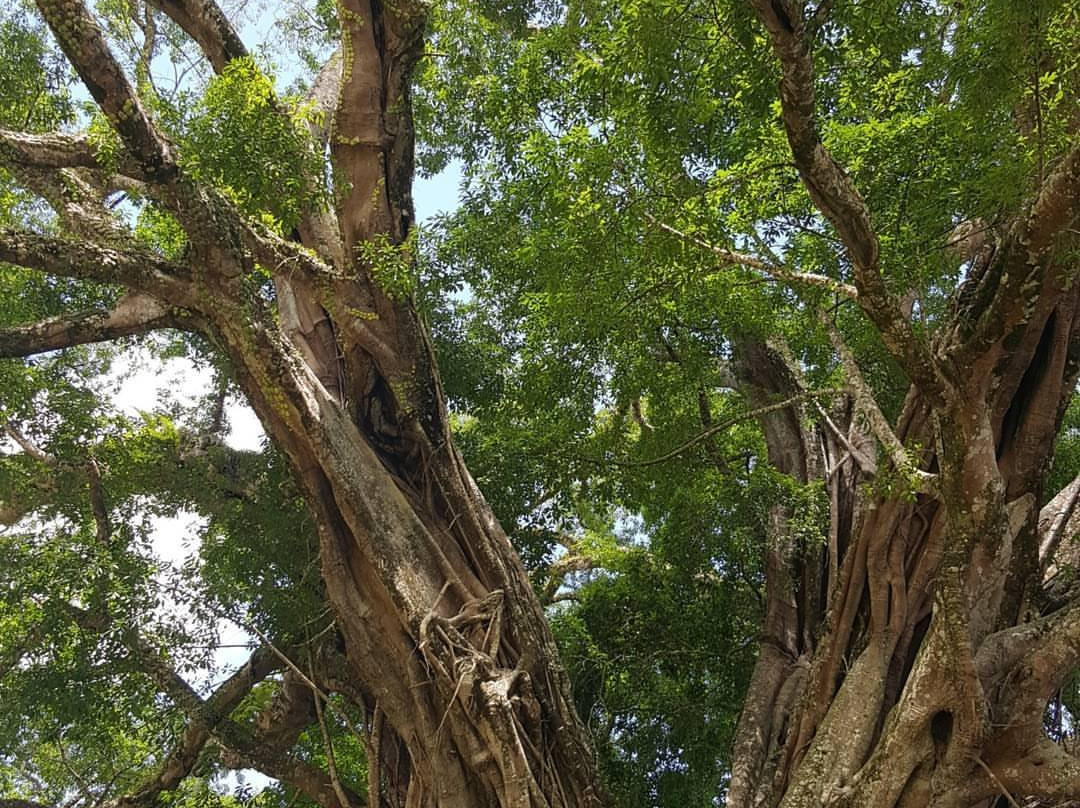 Canlaon City - Century Tree Dalakit景点图片
