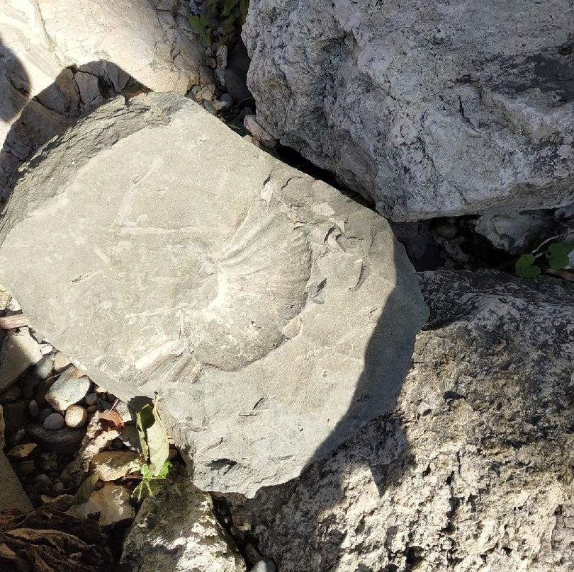 Ammonite Valley-Kamennomostsky必去景点