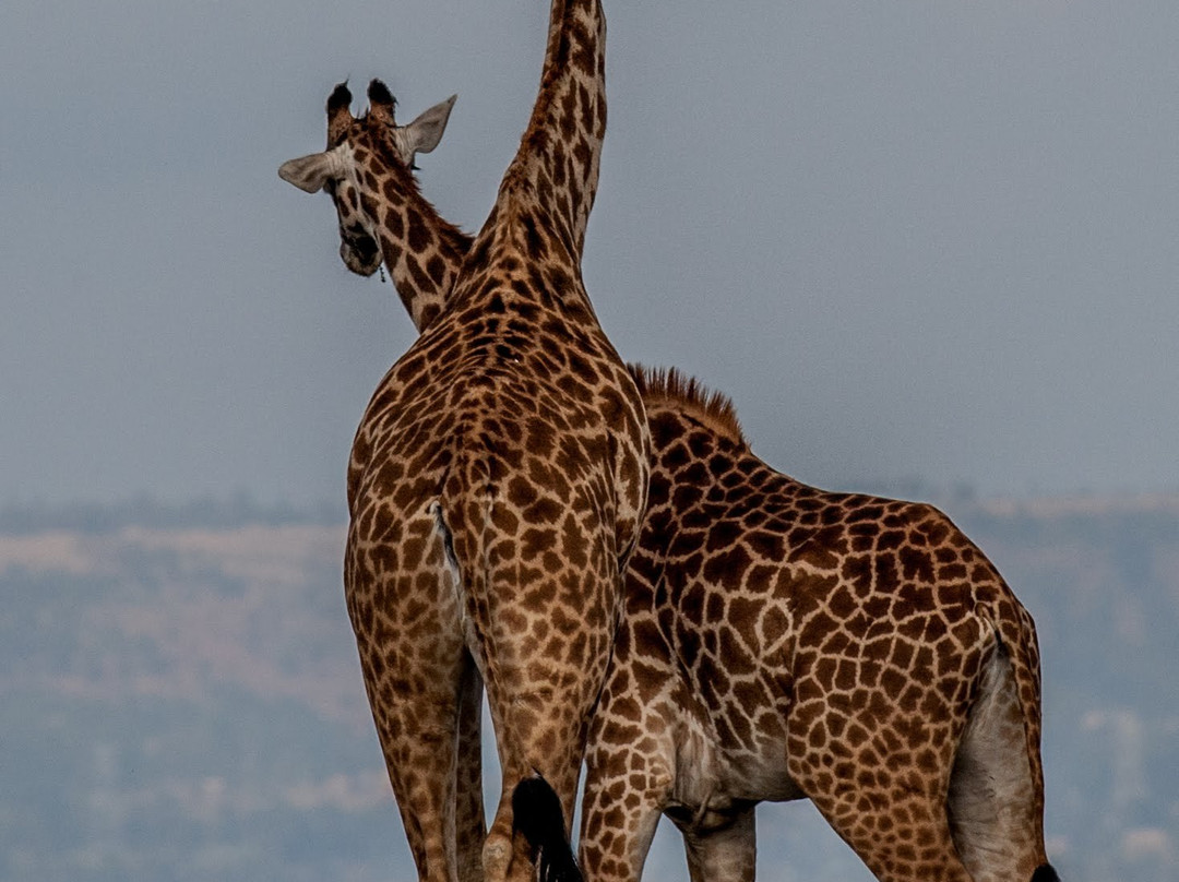 Crescent Island Game Park-奈瓦夏必去景点