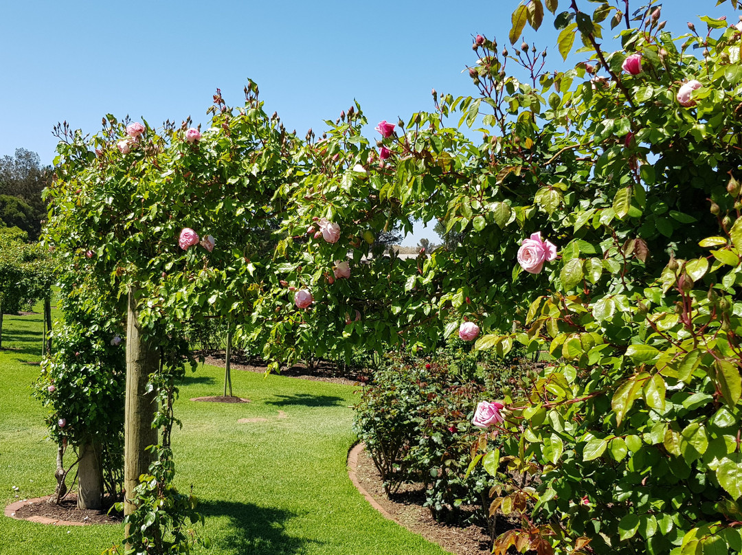 Victoria State Rose Garden-韦里比必去景点