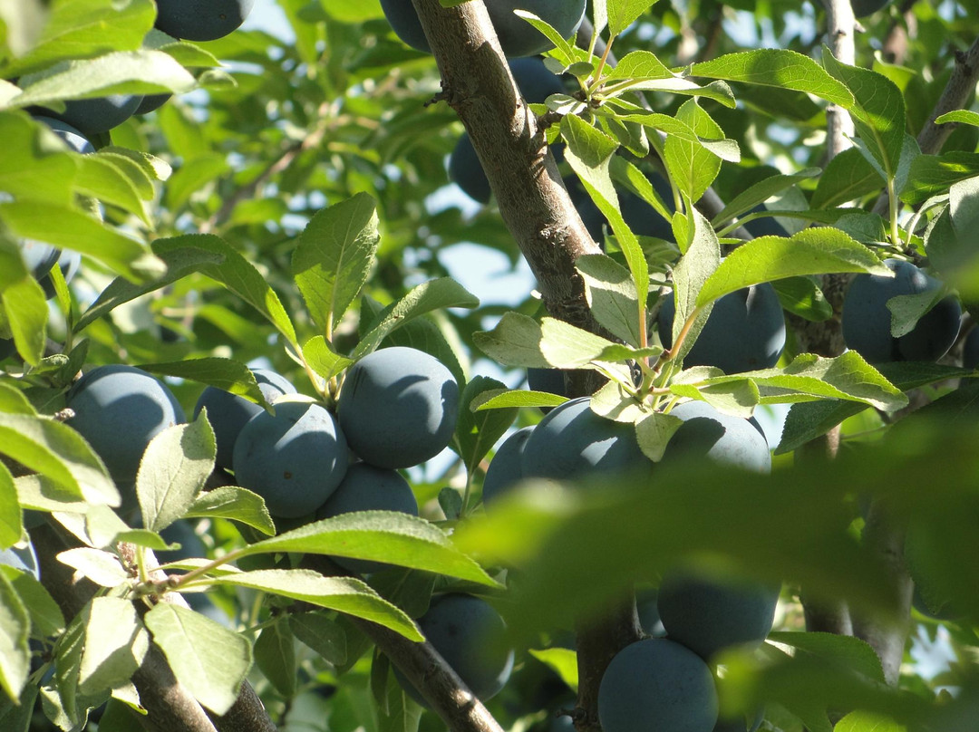 Frelighsburg旅游景点-Domaine de Dunham