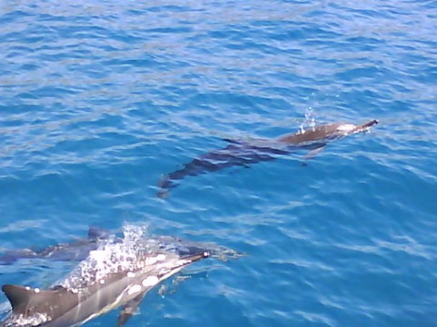 海洋生态游-凯鲁瓦-柯纳必去景点
