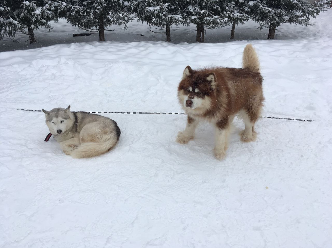 Kennel of Sled Dogs Klan Simurana-Zherebenki必去景点