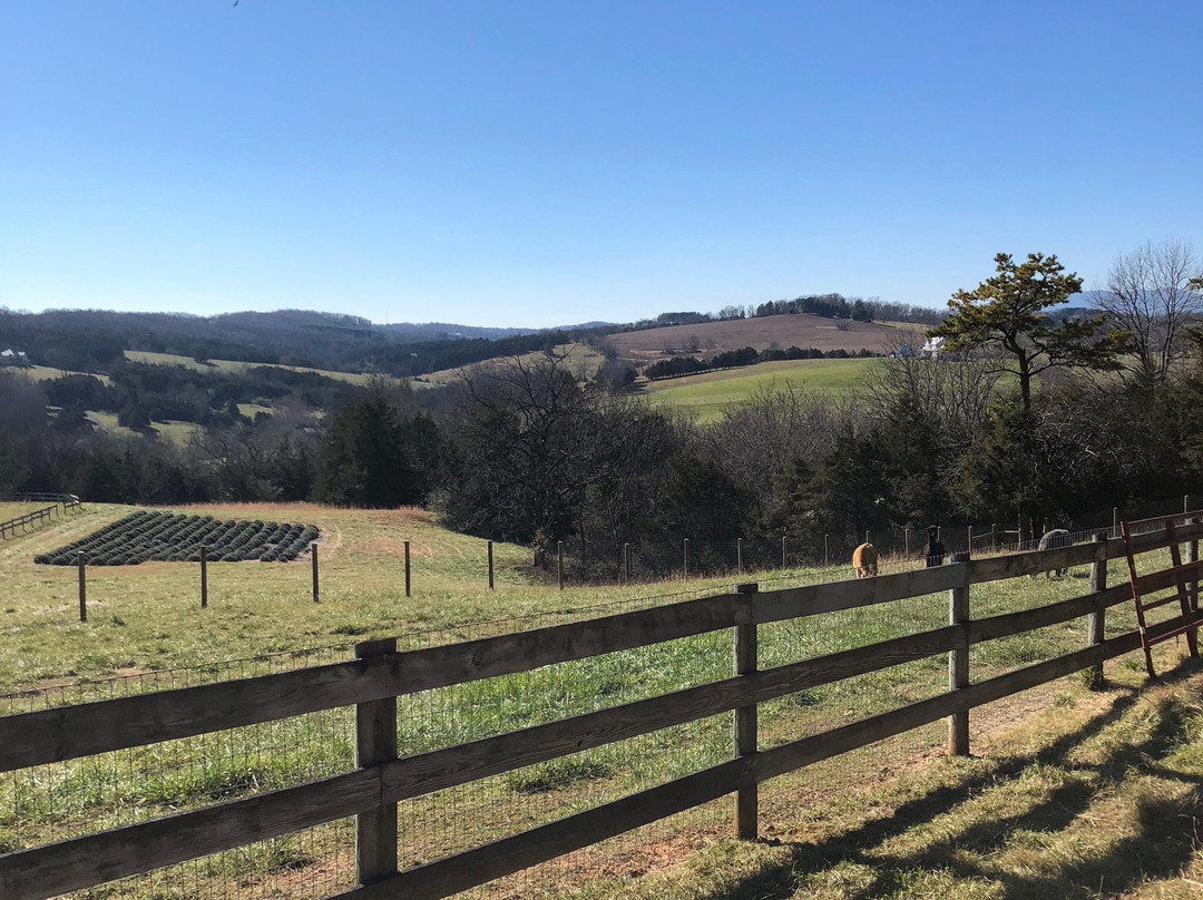 Mount Solon旅游景点-Point of View Alpacas