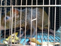 Zoologico Municipal de Cascavel - Danilo José Galafassi-Cascavel必去景点