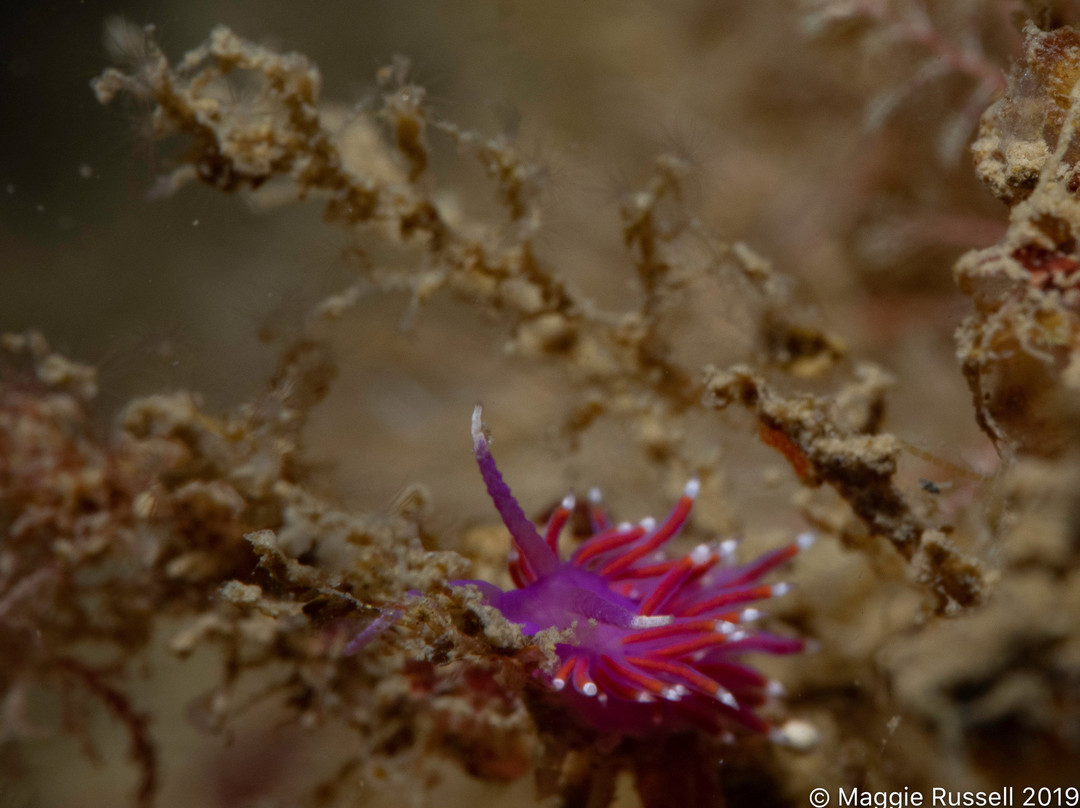 Isle of Man Diving Charters / Holidays-Port St. Mary必去景点