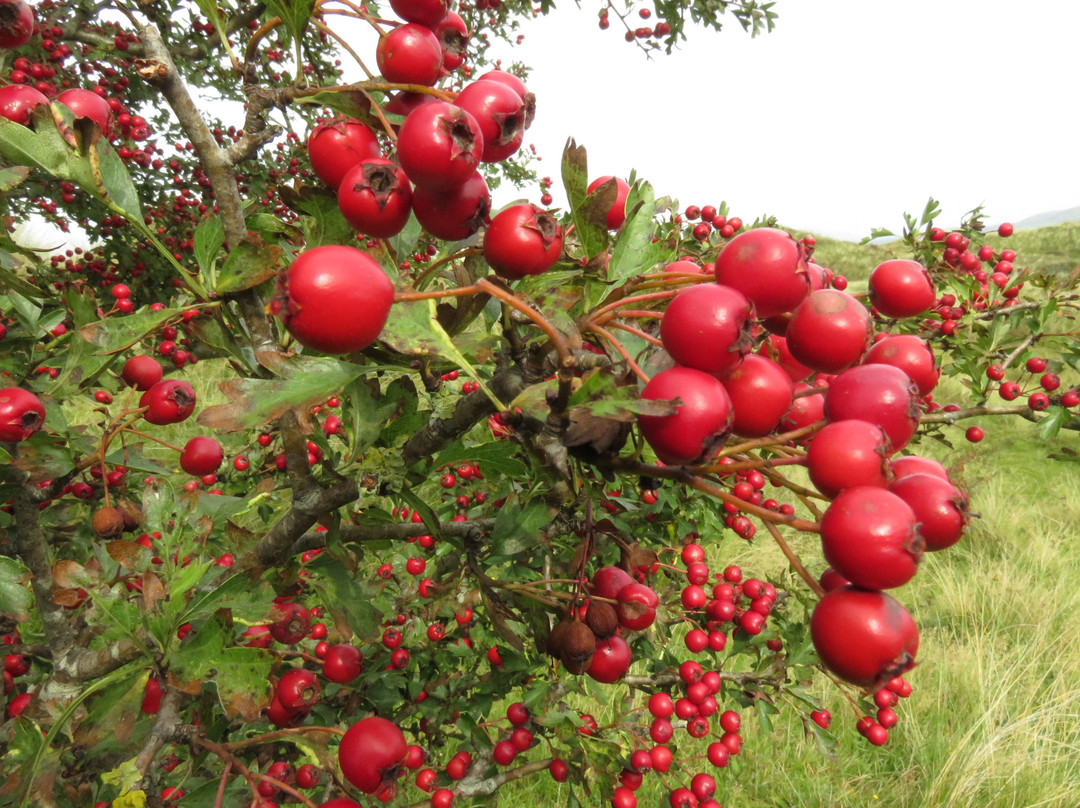 Sandscale Haws National Nature Reserve景点图片