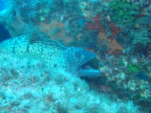 Odyssee Plongee-阿雅克肖必去景点