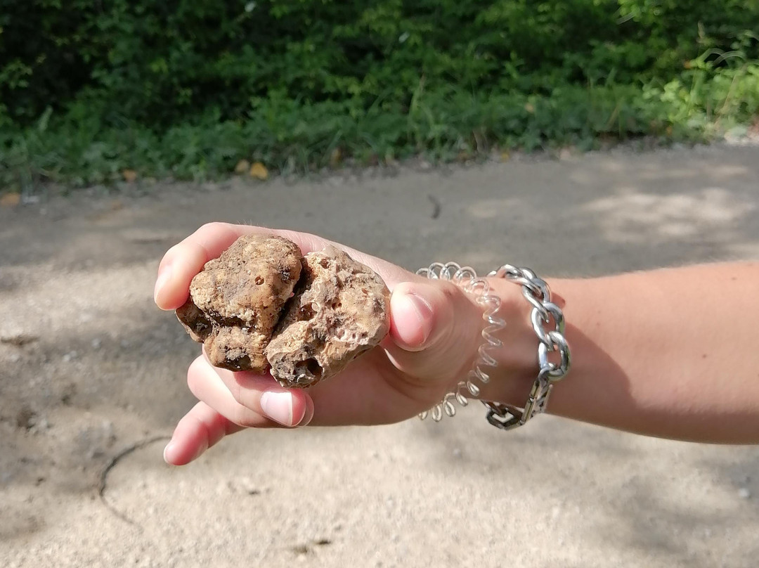 Svilicic truffle hunting-Motovun必去景点