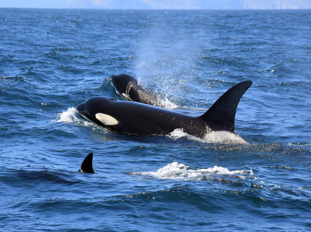 Sealife - Dolphin Watching景点图片