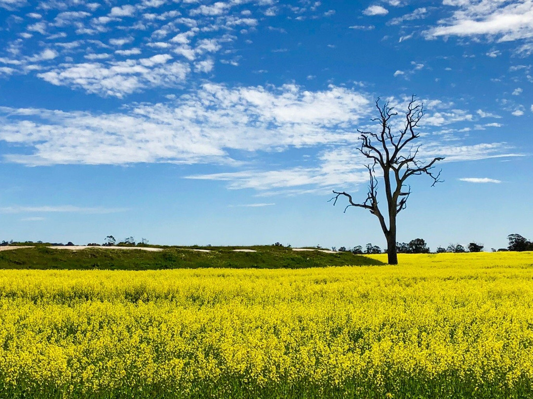 Kojonup Visitor Centre-Kojonup必去景点