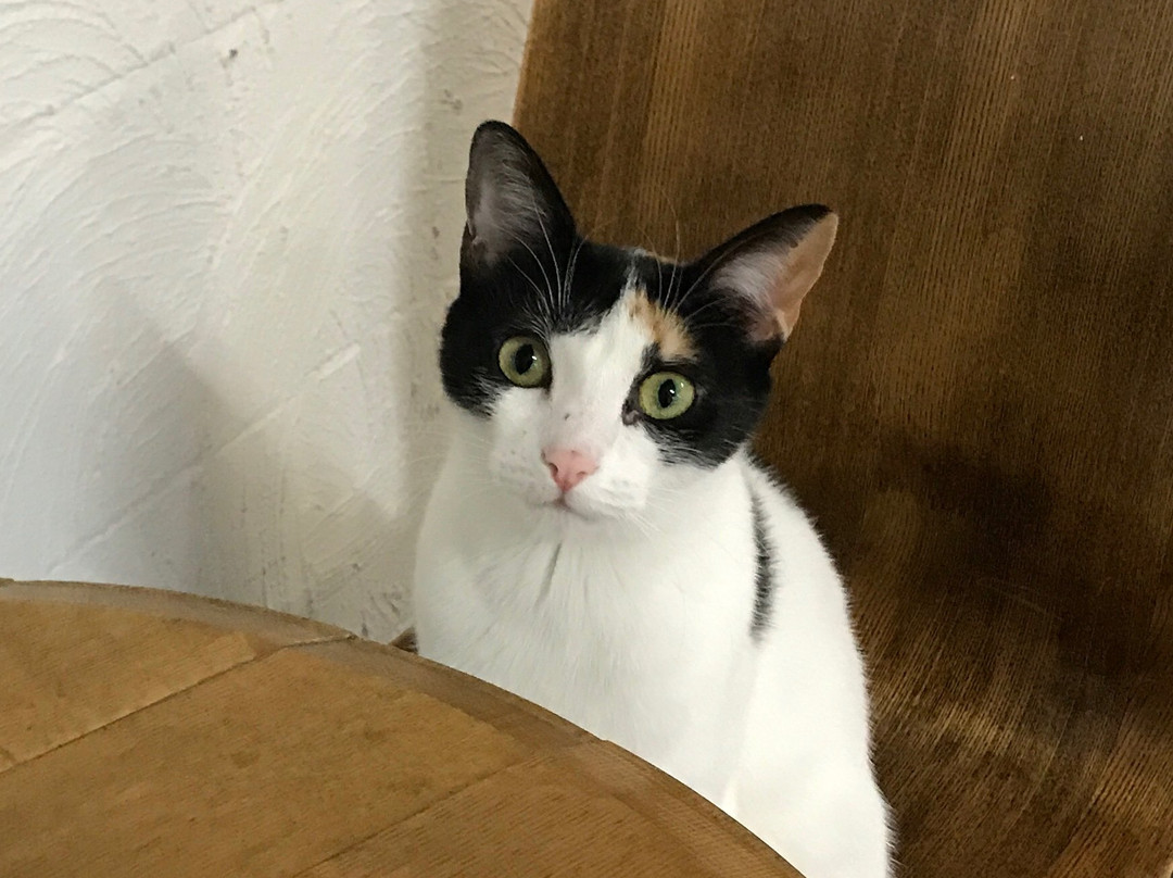 Cat Cuddle Café-布里斯班必去景点