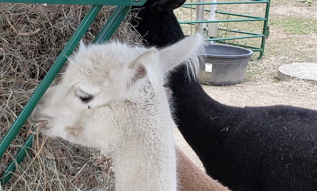 Living The Dream Alpaca Farm-Quechee必去景点