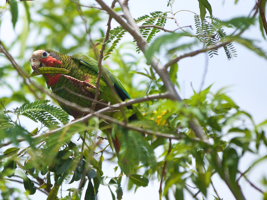 Parrot Preserve-Cayman Brac必去景点