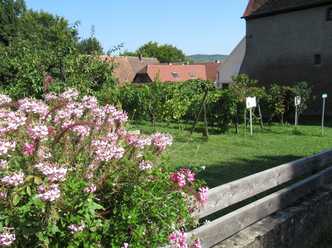 Village d'Ammerschwihr景点图片