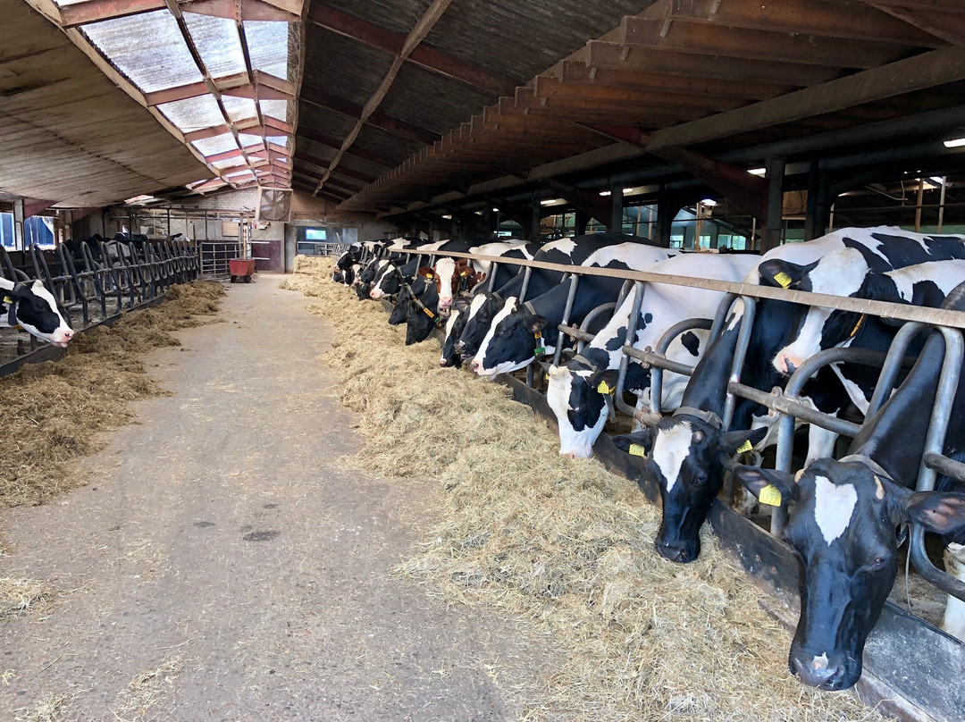 Kaasboerderij Jongenhoeve景点图片