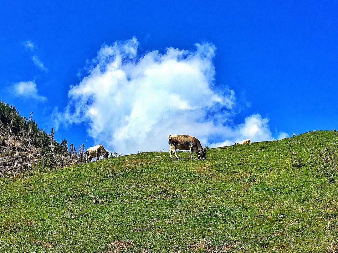 Malga Cambroncoi