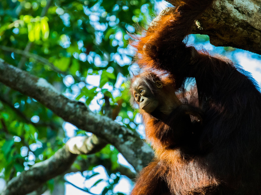 Friends of the National Parks Borneo Conservation Center
