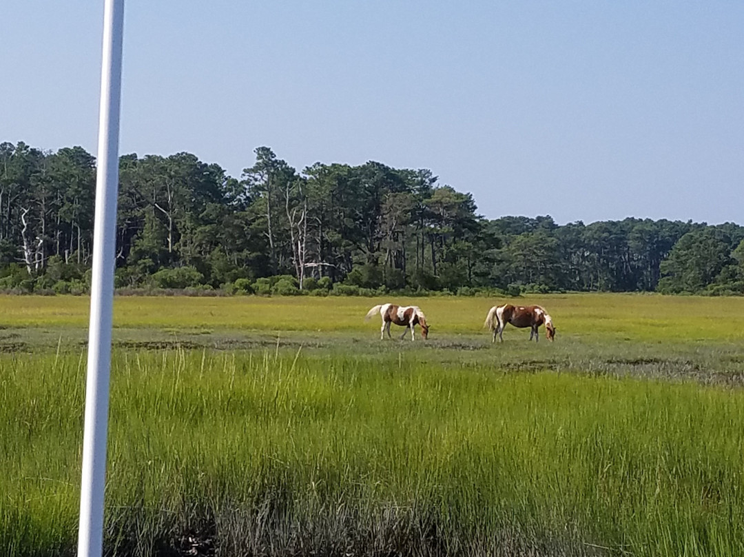 Saltwater Pony Tours-钦科蒂格岛必去景点