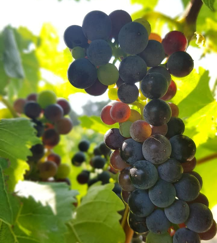 Domaine du Bois de Saint Jean-Jonquerettes必去景点