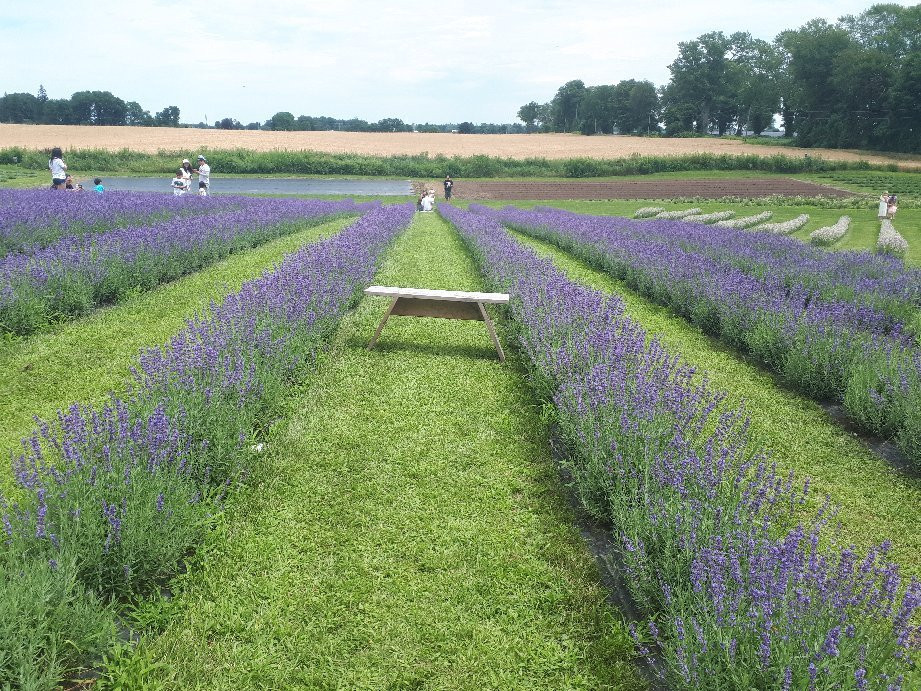 Apple Hill Lavender景点图片