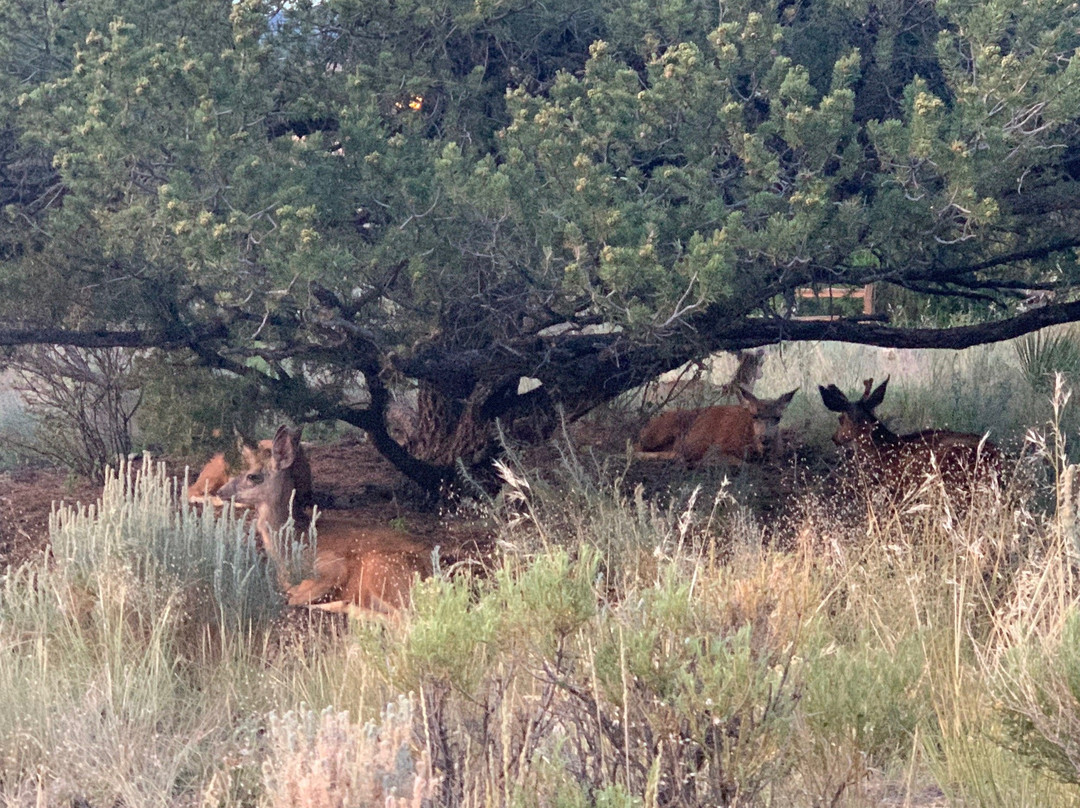 Pinyon Flats Campground