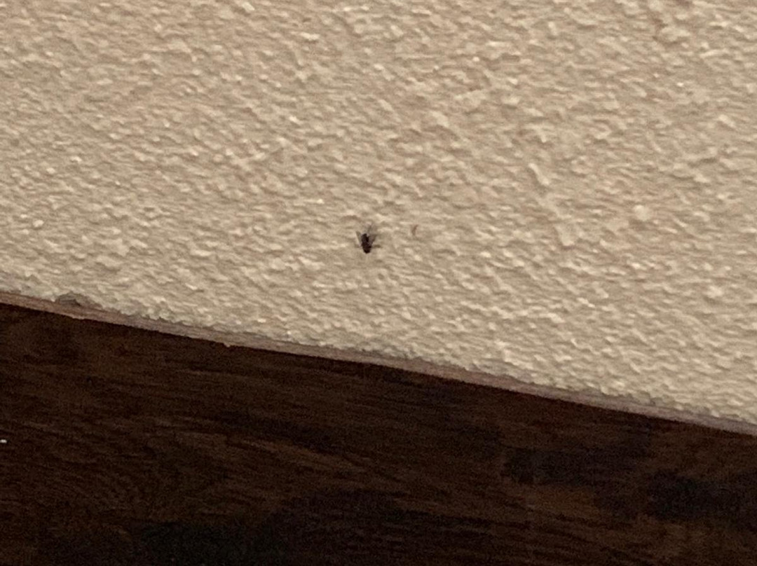 Homestead Apart-Hotel主图