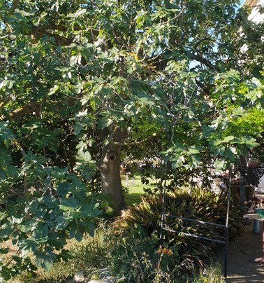 Les Jardins du Rebaut主图