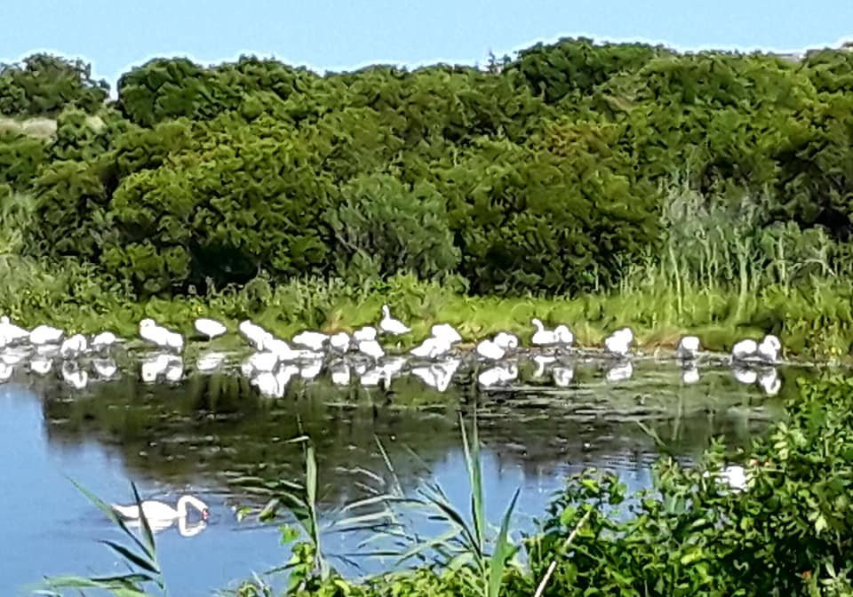 Cape May Bird Observatory-Cape May Point必去景点