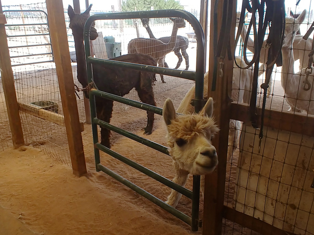 Blue Mesa Alpacas-圣菲必去景点