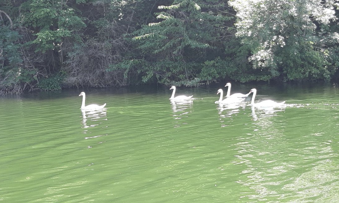 Bateau Promenade景点图片