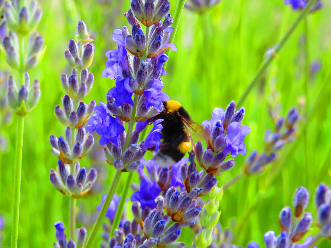 Delina Mountain Resort主图