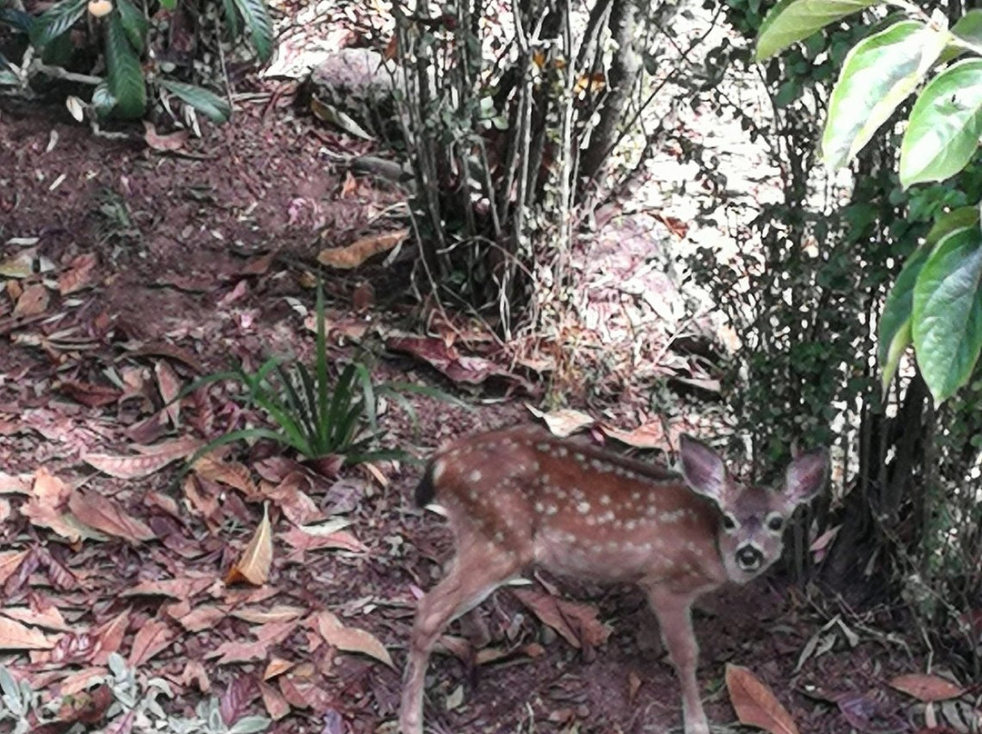 Sonoma Chalet Bed & Breakfast主图