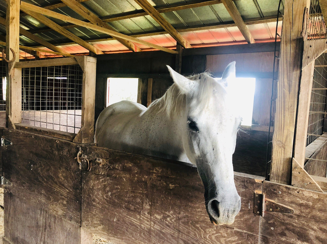 Juniper Hill Stables-Bandera必去景点