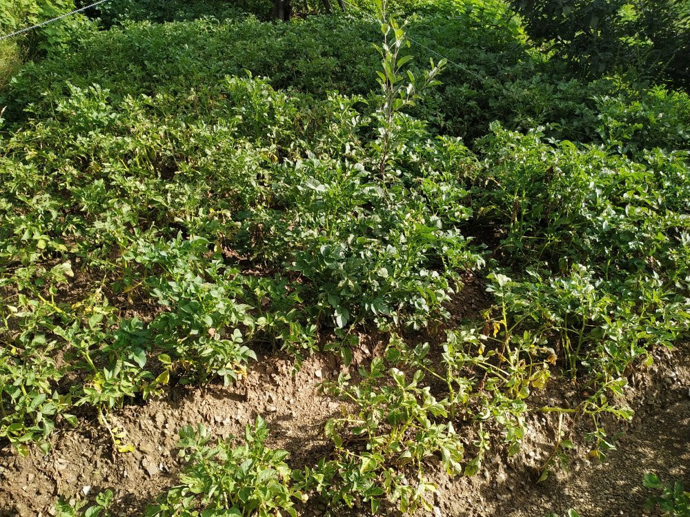 Aastha Home Stay主图