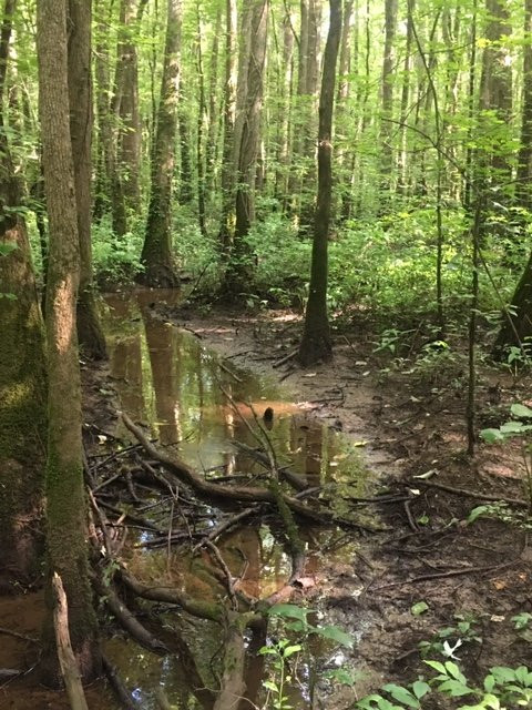 Cypress Grove Nature Park-Jackson必去景点