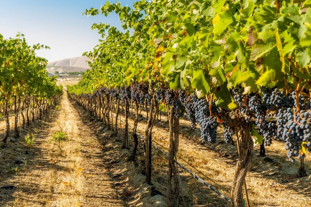 Diamond Express Limo-Brentwood必去景点