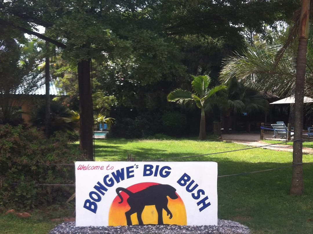 Bongwe's Big Bush