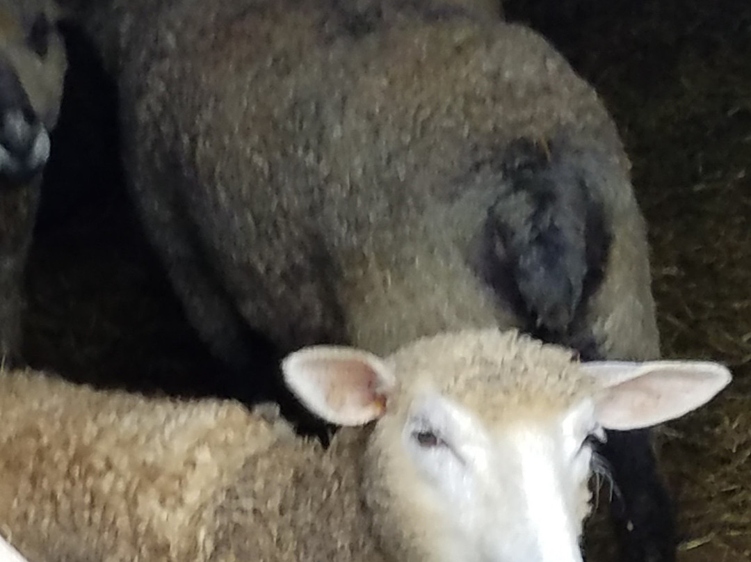 Gaspereau Valley Fibers-Wolfville必去景点