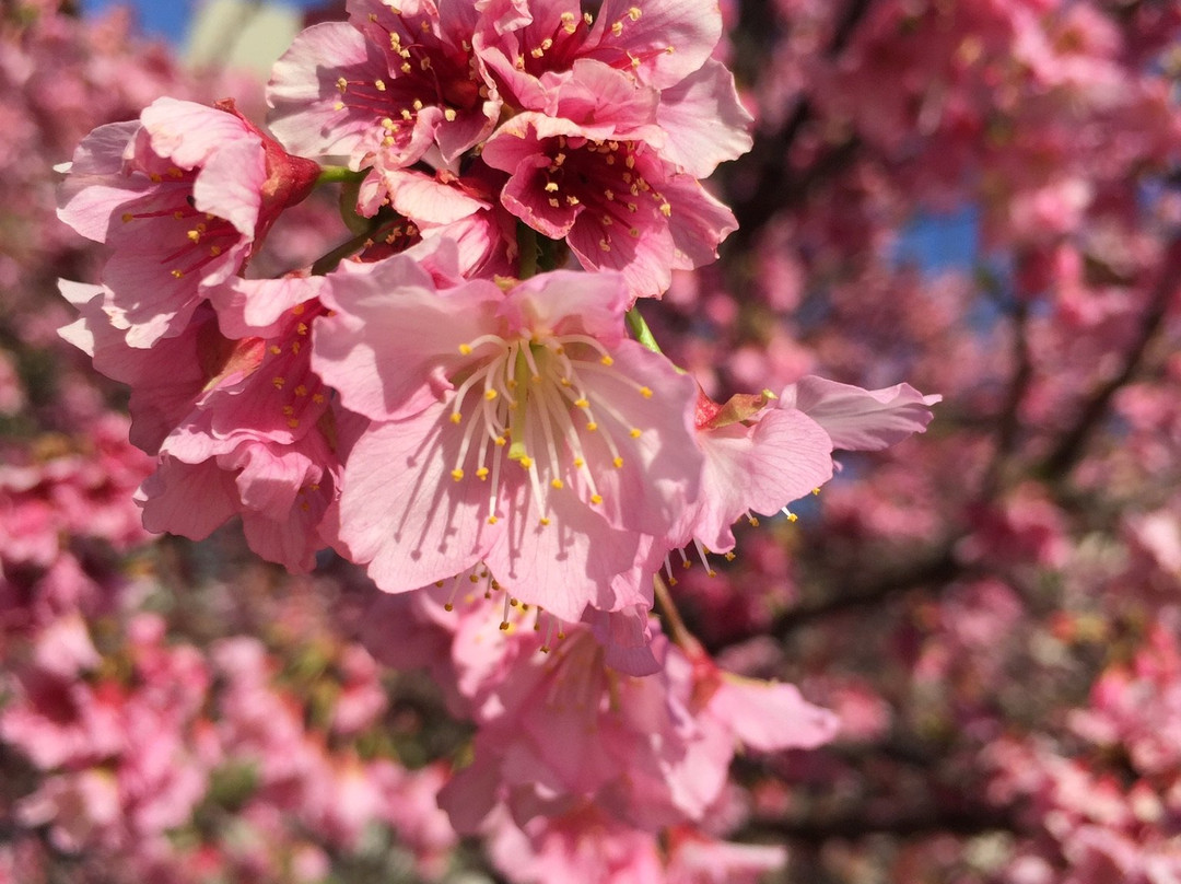 Praça Roque Torce Filho-因达亚图巴必去景点