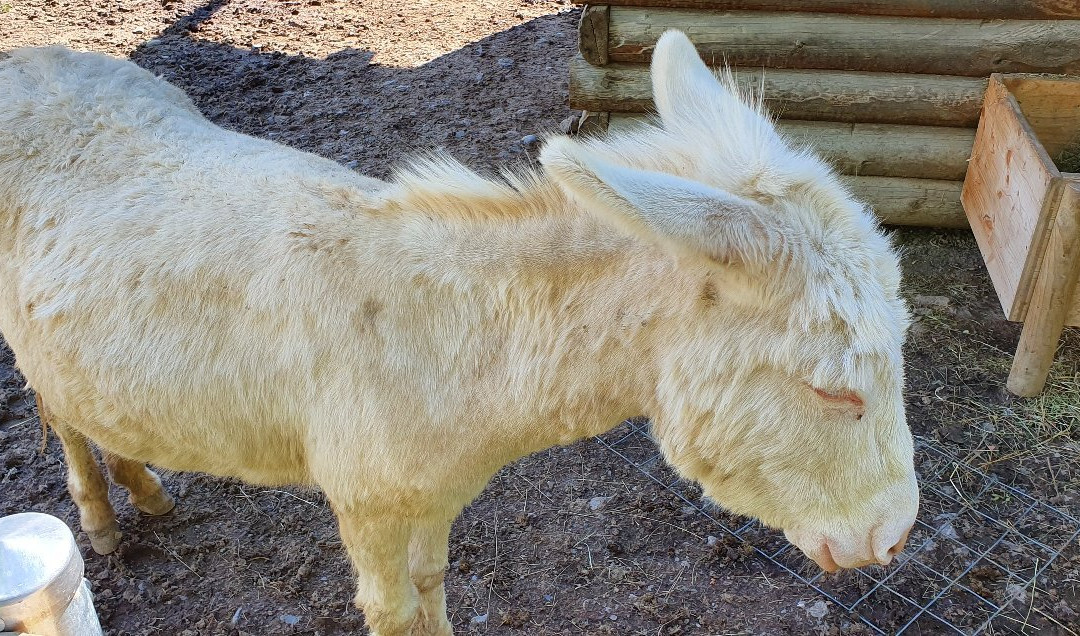 Wildpark Feldkirch-费尔德教堂市必去景点