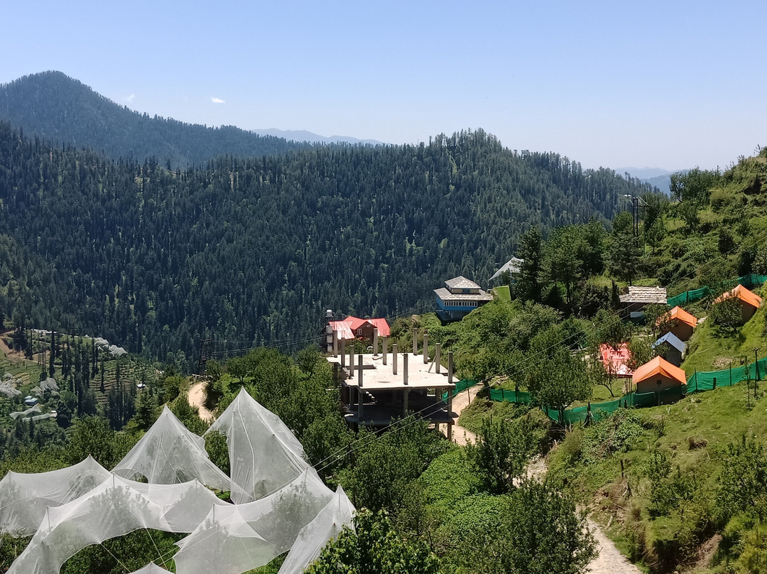 Camp Himalayan Yew