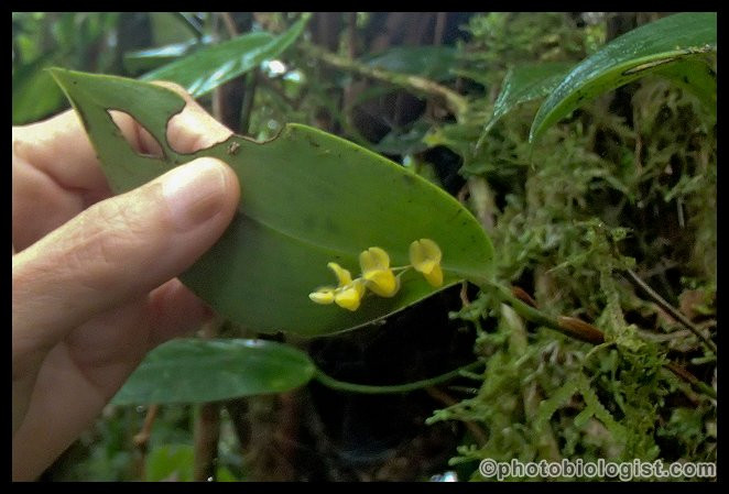 Nectandra Cloud Forest Garden景点图片