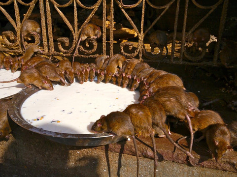 Discover Activities-新德里必去景点