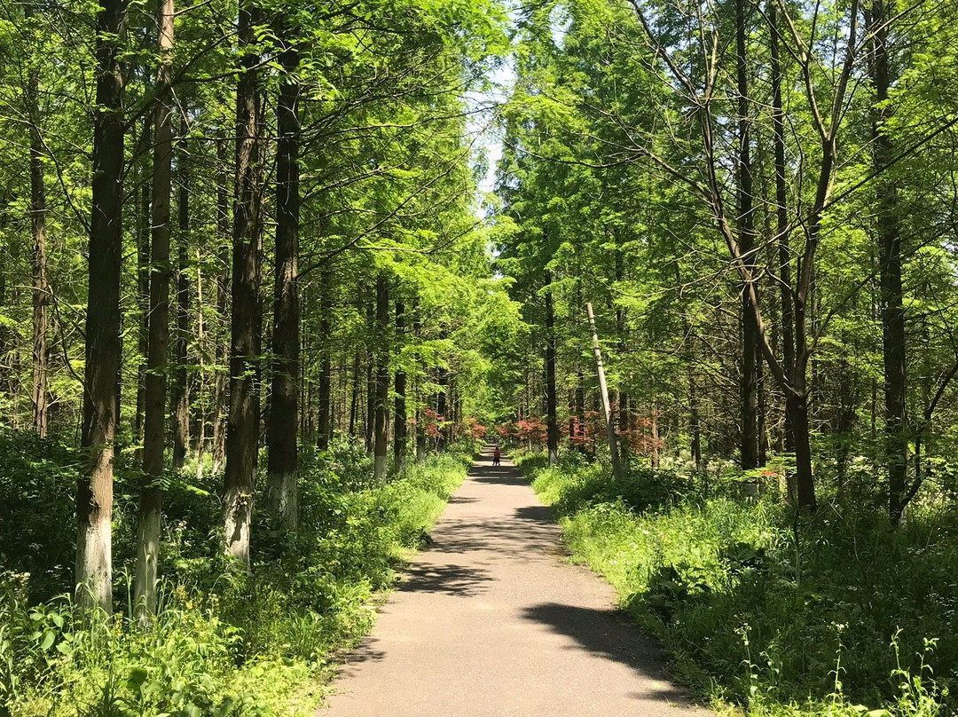东平国家森林公园-崇明县必去景点