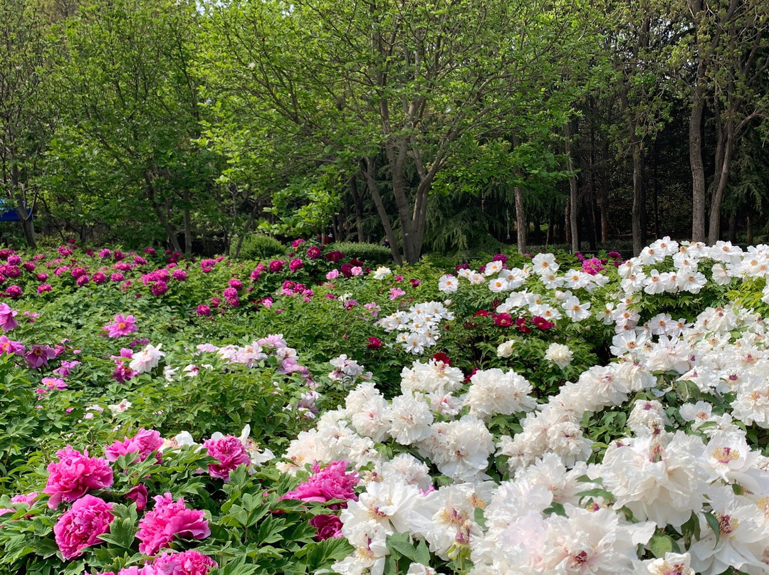 中国国花园-洛阳市必去景点
