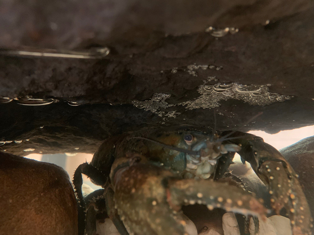 Lobster Ponds景点图片