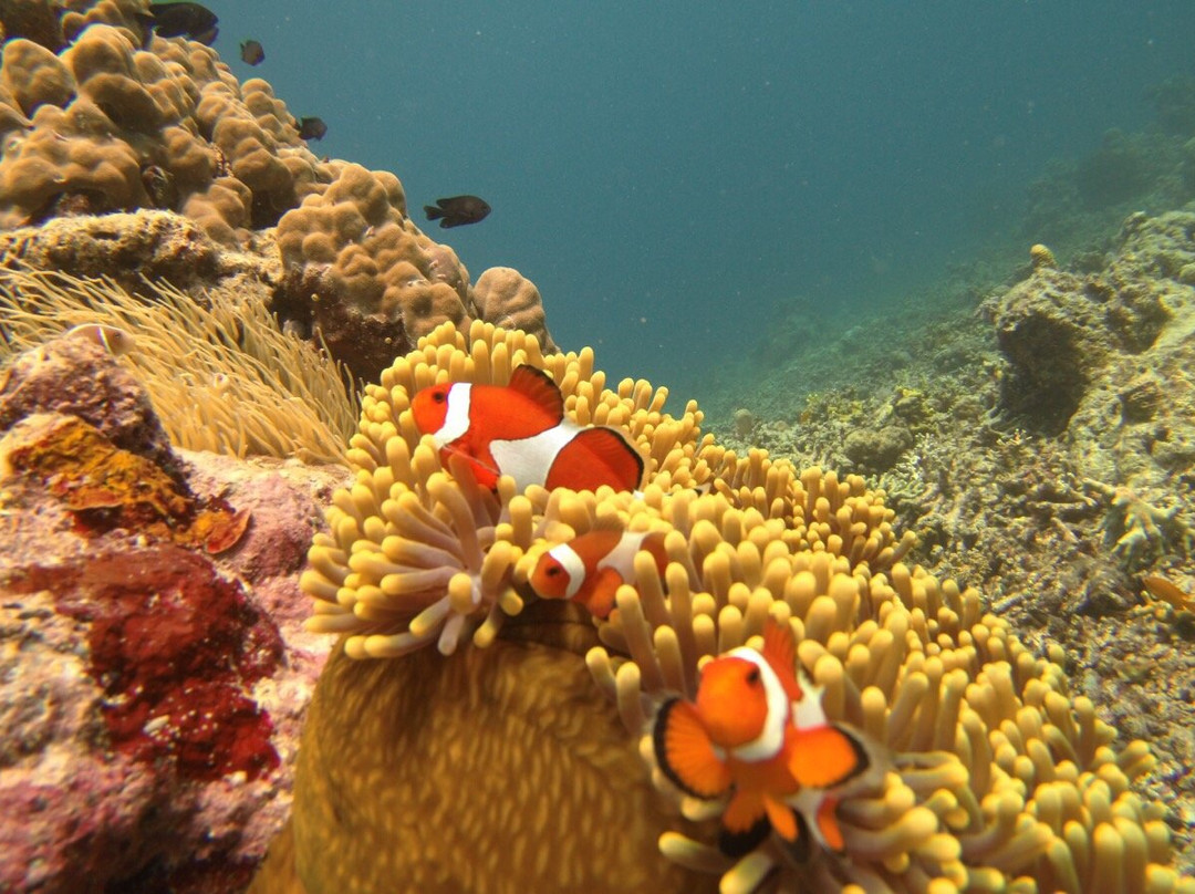 Dive Spot Asia-博尔玖恩必去景点