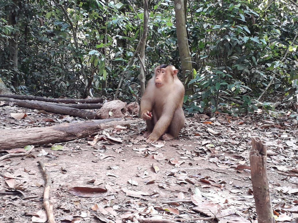 Bukit Lawang Gateway-武吉拉旺必去景点